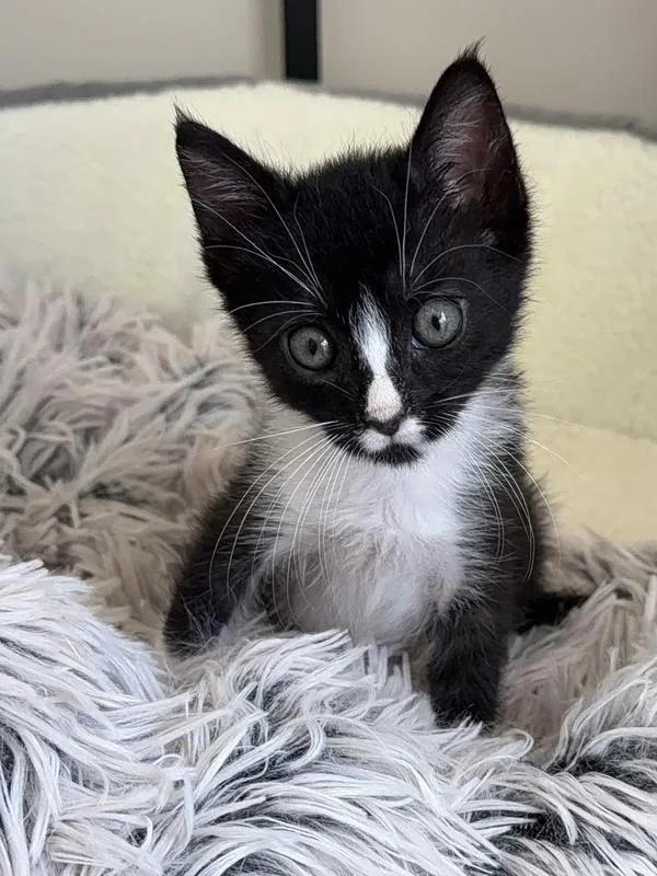 A baby small-sized female Domestic Short Hair cat named Sparrow for adoption in Healdsburg, CA