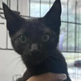 A baby small-sized male Black Domestic Short Hair cat named Sir Biscuit for adoption in Blairsville, GA