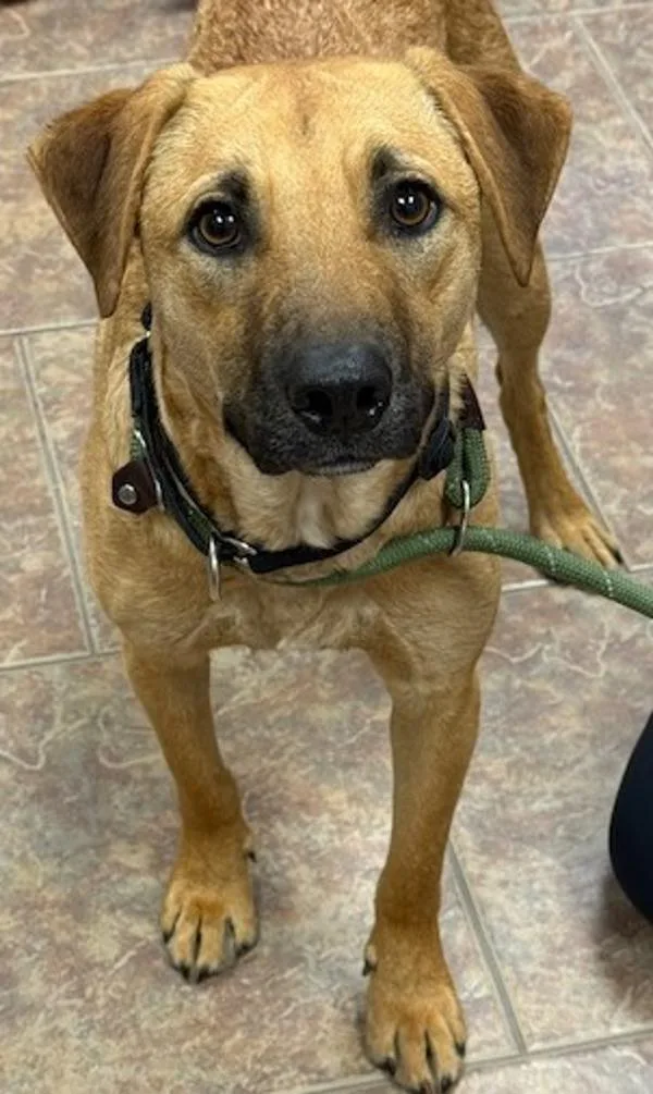 An adult medium-sized male Shepherd dog named Chewy for adoption in Littleton, CO