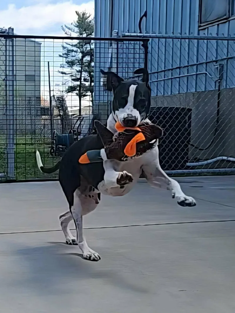 An adult large-sized male Black Great Dane dog named Cheese for adoption in La Salle, IL