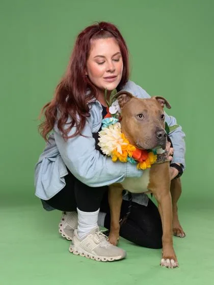 An adult large-sized female American Staffordshire Terrier dog named Star for adoption in Atlanta, GA
