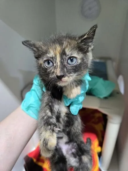 A baby small-sized female Domestic Short Hair cat named Maribelle for adoption in El Cajon, CA