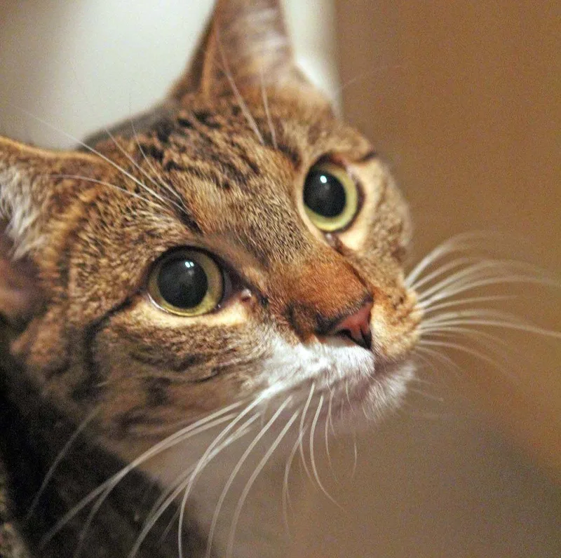 A young medium-sized female Tabby cat named Chez gentlesoul for adoption in Houston, TX