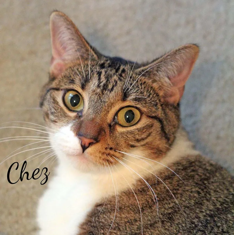 Chez gentlesoul thumbnail 3