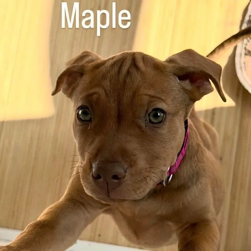 A baby medium-sized female Red / Chestnut / Orange Labrador Retriever dog named Maple for adoption in Largo, FL