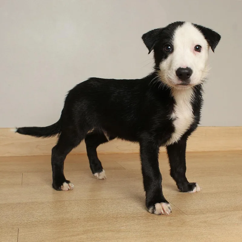 A baby medium-sized male Black Labrador Retriever dog named Giggle D for adoption in Minnetonka, MN