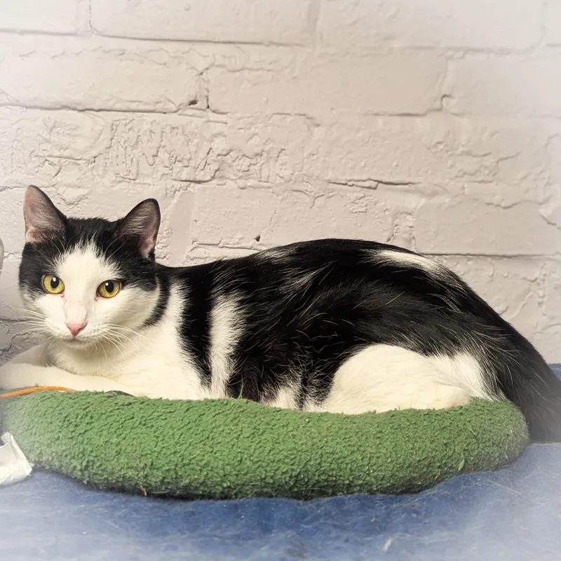 Pinto Bean thumbnail 2