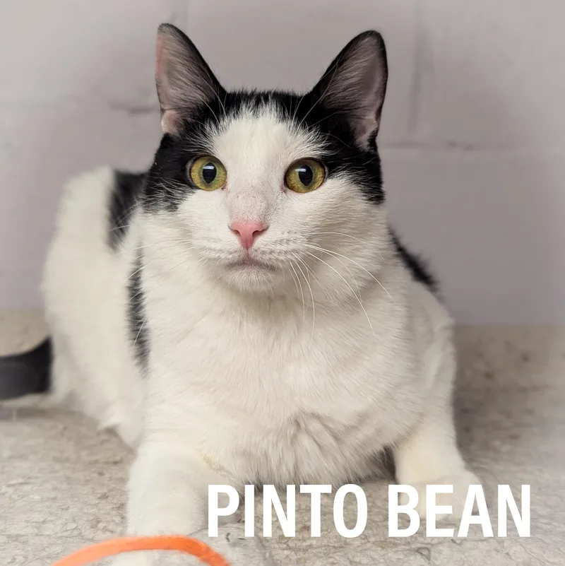 Pinto Bean