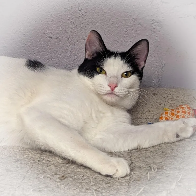 Pinto Bean thumbnail 3