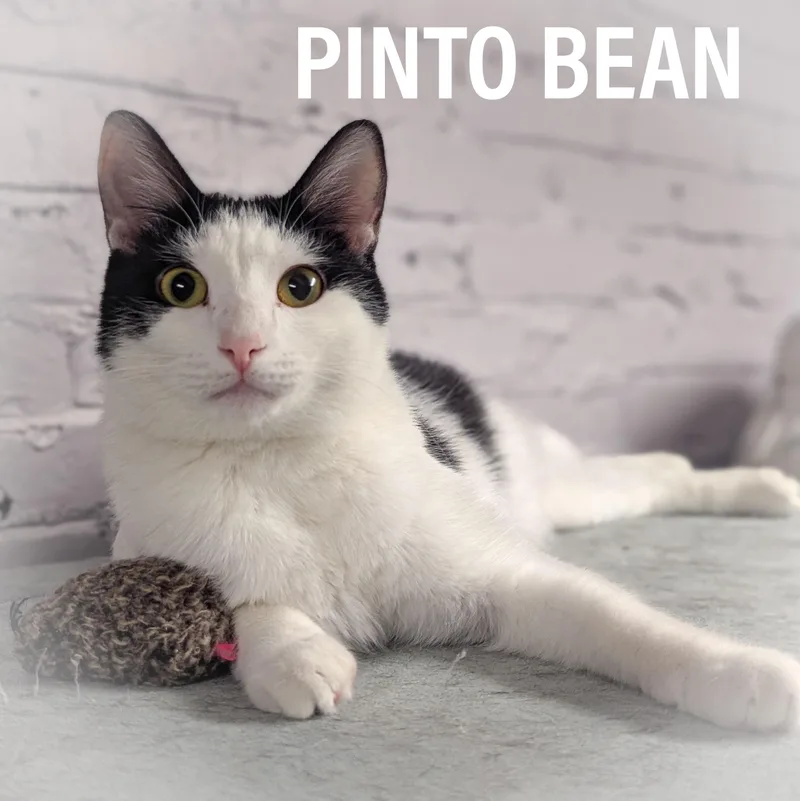 Pinto Bean thumbnail 4