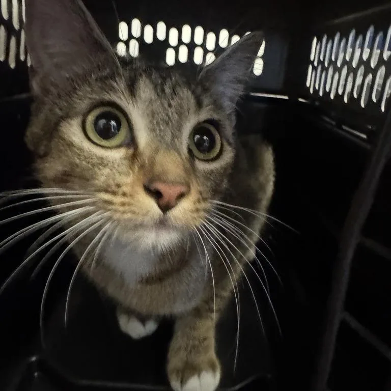 A young medium-sized female Brown / Chocolate Domestic Short Hair cat named Poppi for adoption in Saint Louis, MO