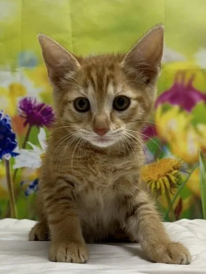 A young small-sized male Domestic Short Hair cat named Rainbow Dash for adoption in San Antonio, TX