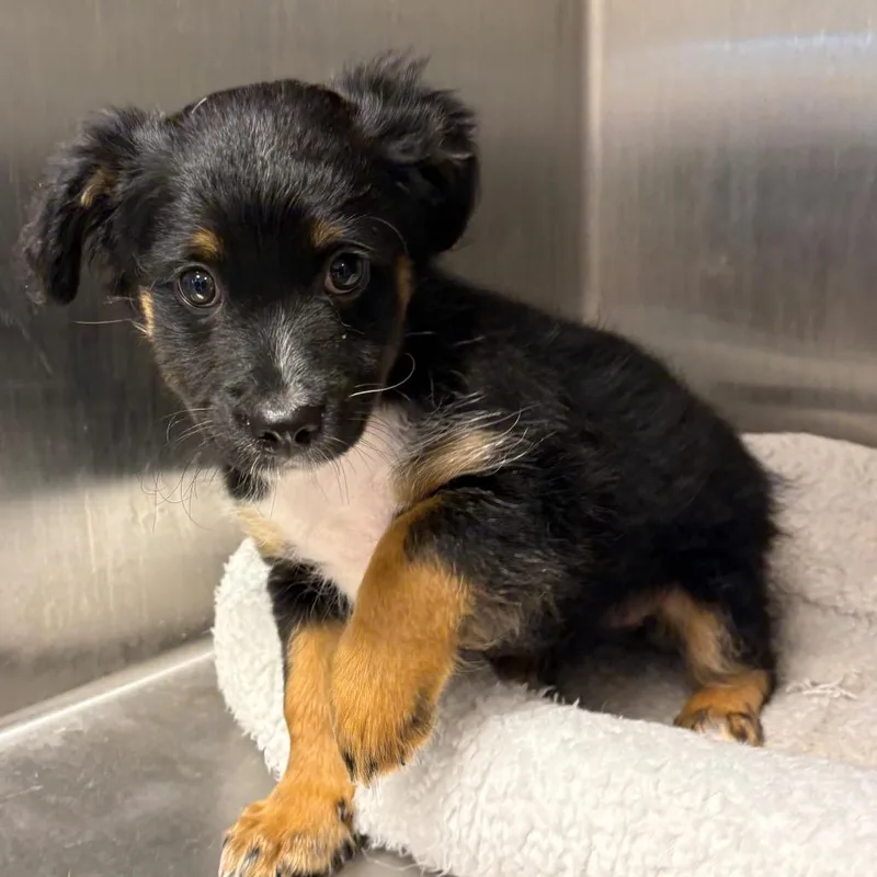 A baby small-sized female Yellow / Tan / Blond / Fawn Mixed Breed dog named Jasmine for adoption in Englewood, FL