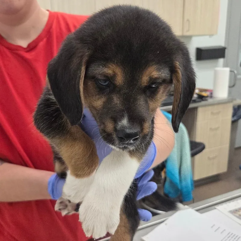 A baby small-sized male Brown / Chocolate Mixed Breed dog named Daniel for adoption in Chattanooga, TN