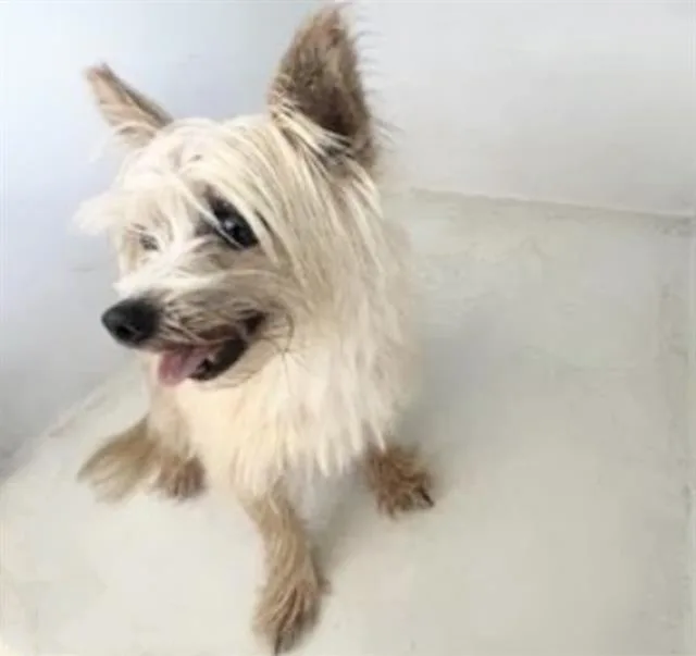 An adult medium-sized male Yorkshire Terrier dog named A for adoption in Houston, TX