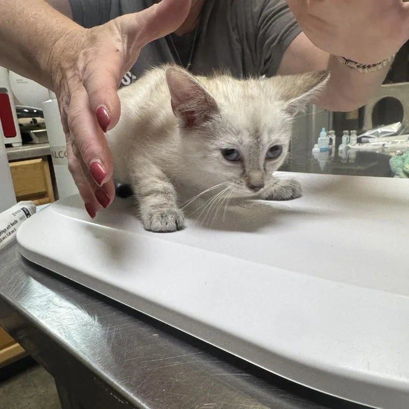 A baby small-sized female Lilac Point Domestic Short Hair cat named Toast for adoption in Columbus, NC