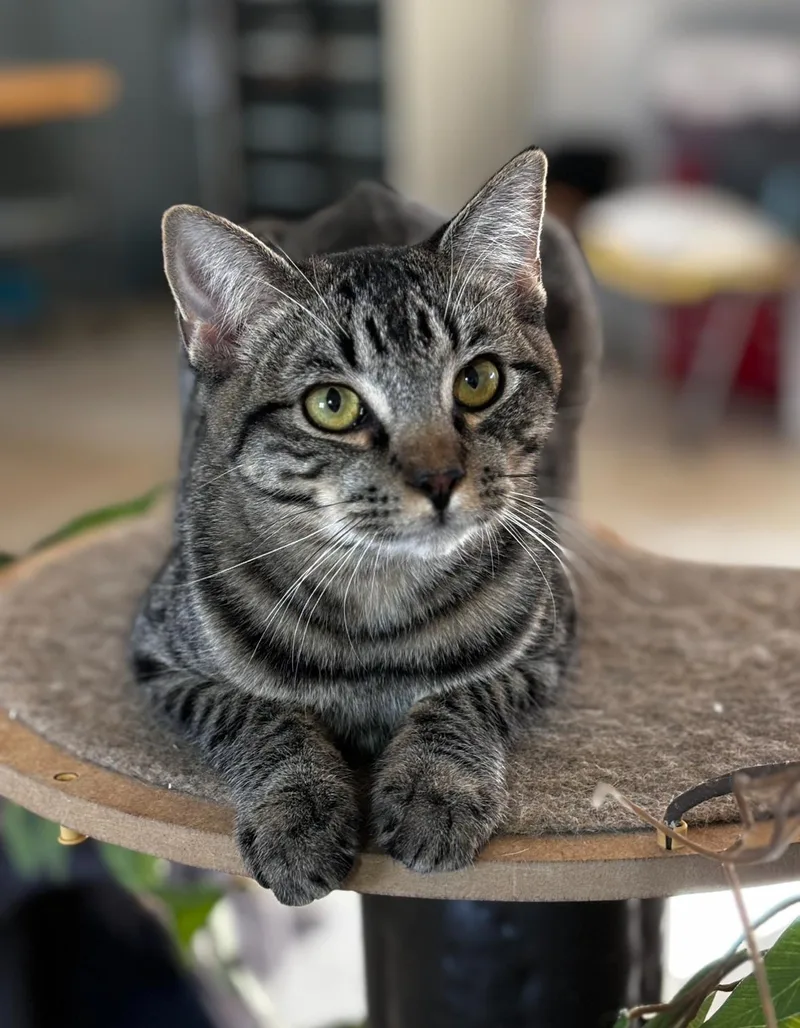 A young medium-sized female Tabby (Gray / Blue / Silver) Domestic Short Hair cat named Annabelle for adoption in Helendale, CA