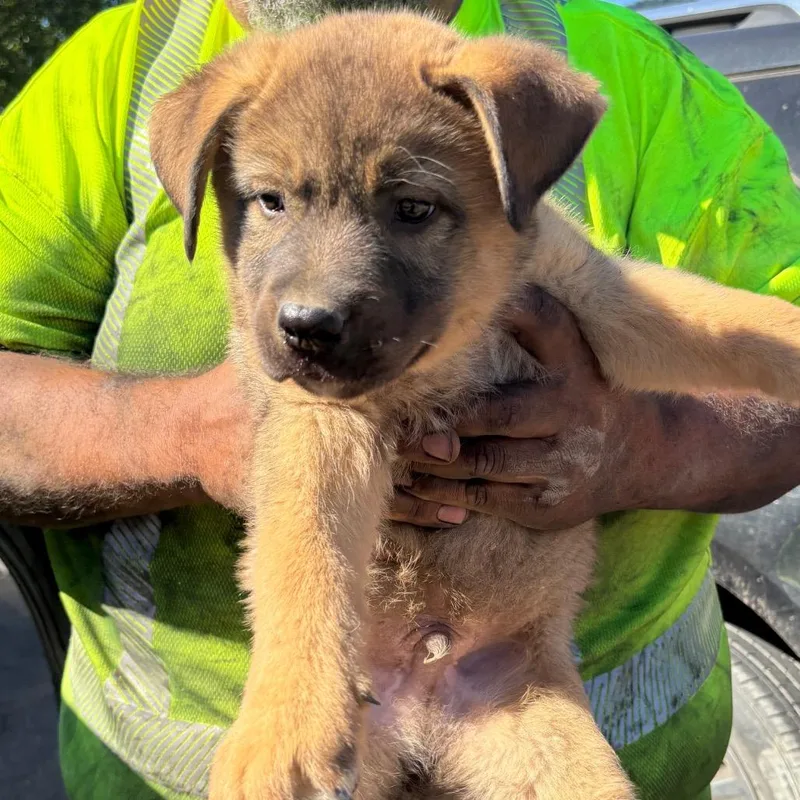 A baby large-sized male Yellow / Tan / Blond / Fawn Akita dog named Wiley for adoption in Reno, NV