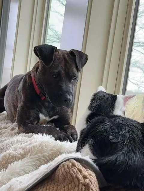 An adult medium-sized female Brindle Pit Bull Terrier dog named Ember for adoption in Indianapolis, IN