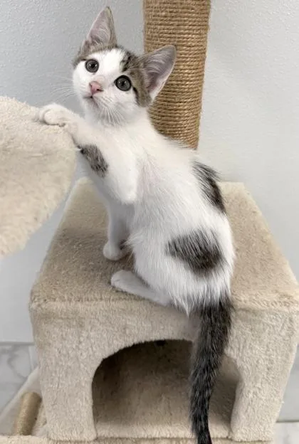 A baby small-sized male Domestic Short Hair cat named Shakespeare for adoption in Venice, FL