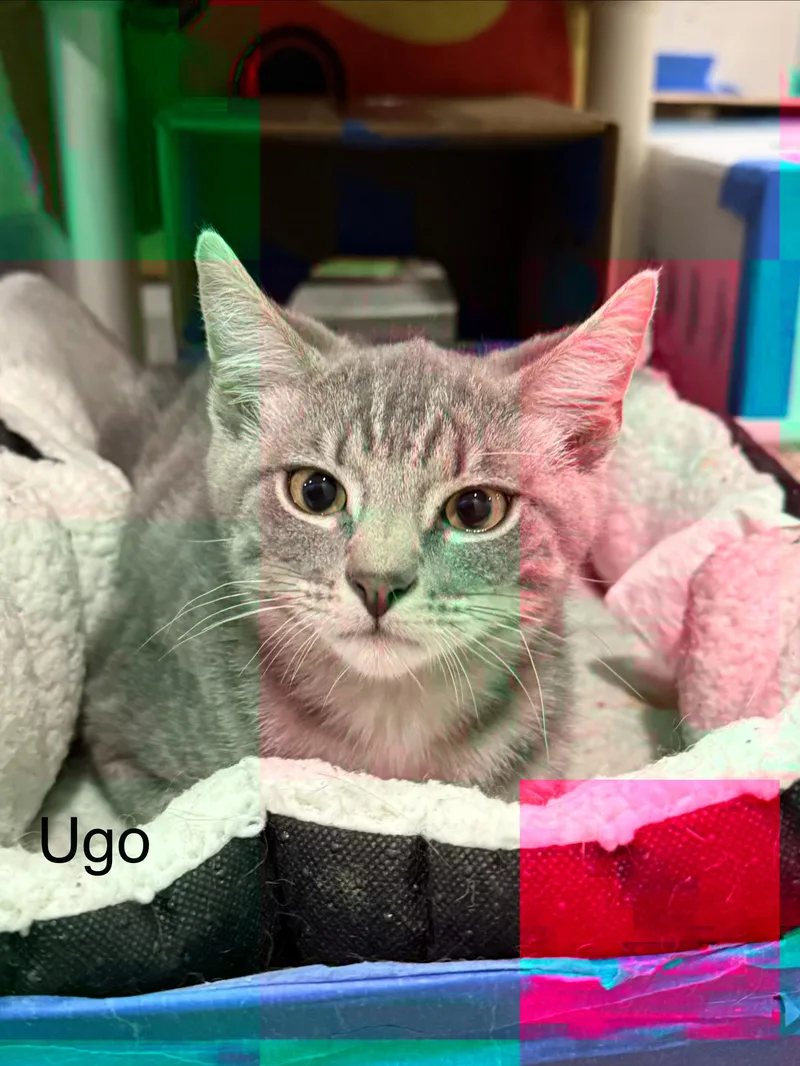 Ugo thumbnail 3