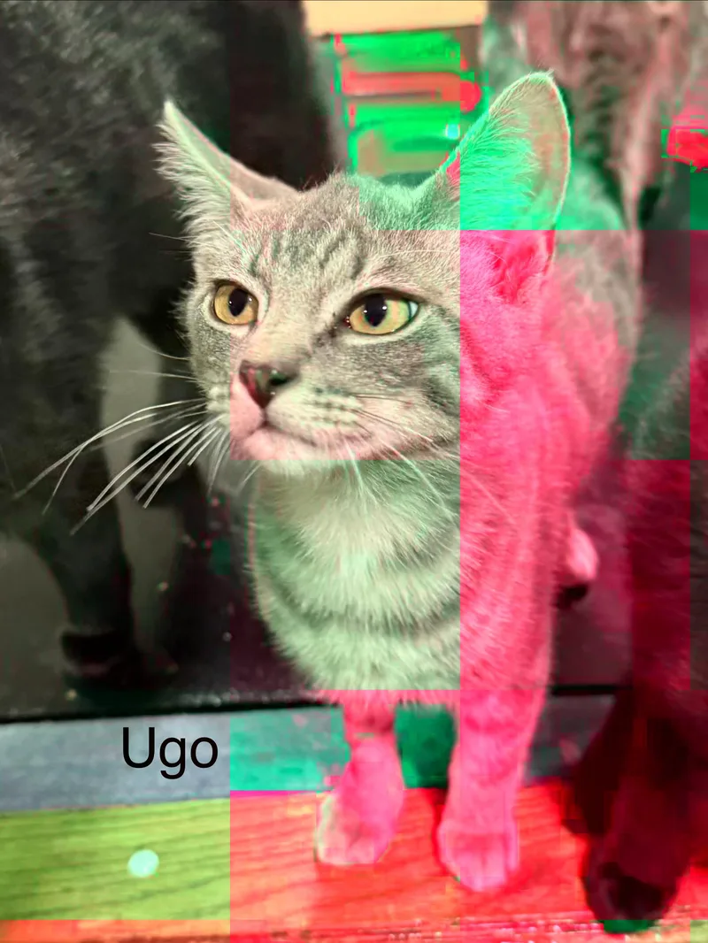 Ugo thumbnail 4