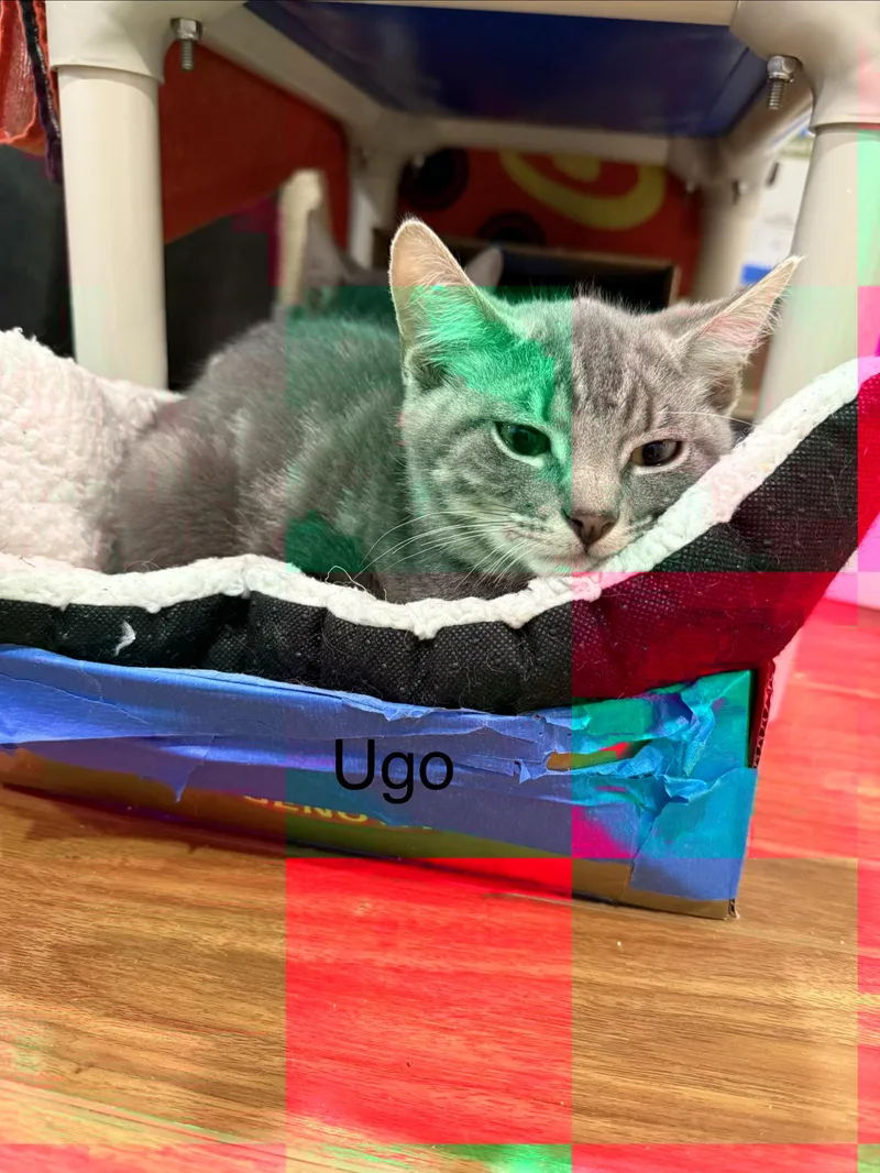 A baby large-sized male Tabby (Gray / Blue / Silver) Domestic Short Hair cat named Ugo for adoption in Middletown, CT