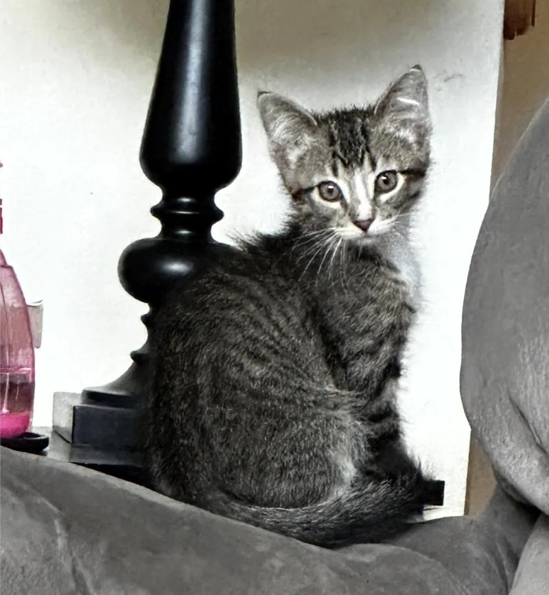 A baby medium-sized male Tabby (Brown / Chocolate) Domestic Short Hair cat named Dump Truck for adoption in Reeseville, WI