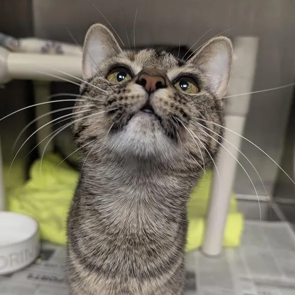 A young large-sized female Torbie Domestic Short Hair cat named Mabel for adoption in Springfield, IL