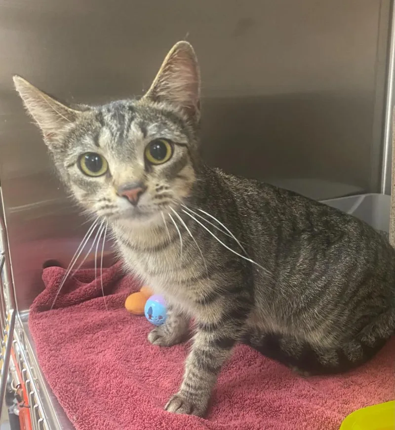 A young medium-sized female Domestic Short Hair cat named Moon Pie for adoption in Bryant, AR