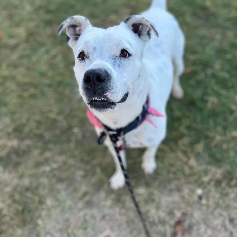 Spotta A thumbnail 3