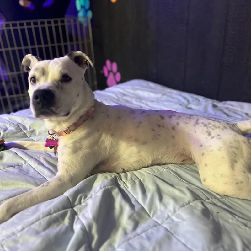 Spotta A thumbnail 4