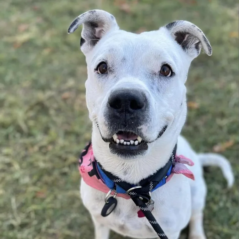 Spotta A thumbnail 5