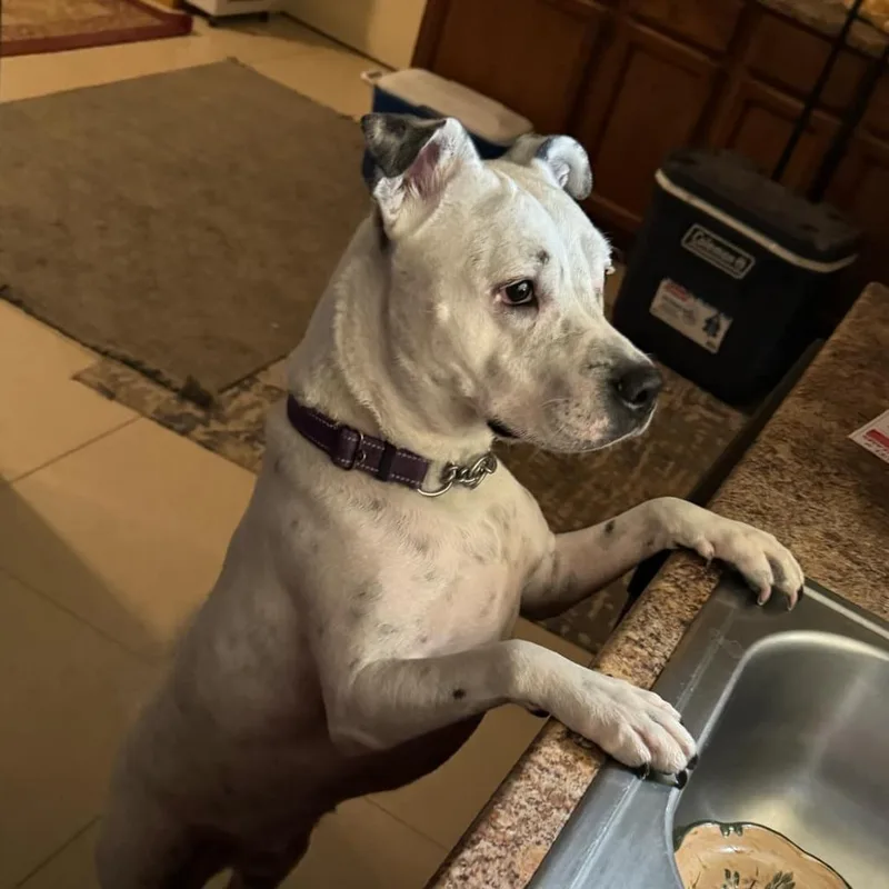 Spotta A thumbnail 6