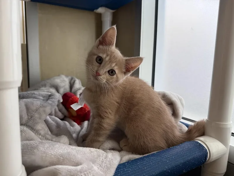 A baby medium-sized female Tabby (Orange / Red) Domestic Short Hair cat named Ginger for adoption in Berkeley, CA