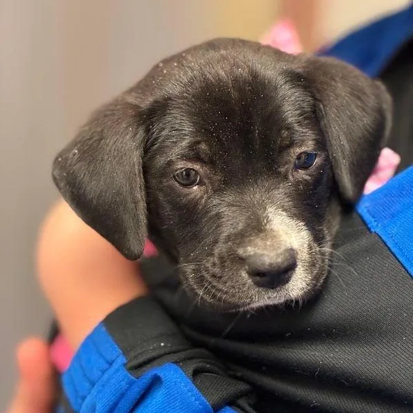 A baby medium-sized female Black Labrador Retriever dog named Juniper for adoption in Myrtle Beach, SC