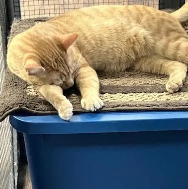 An adult medium-sized male Tabby (Orange / Red) Domestic Short Hair cat named Cheez It for adoption in Chambersburg, PA
