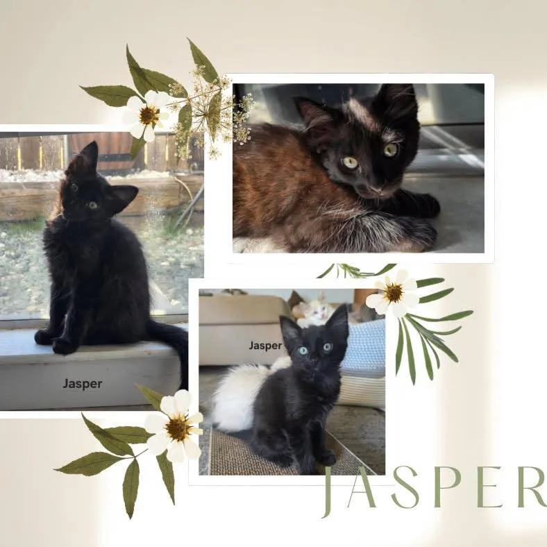 Jasper