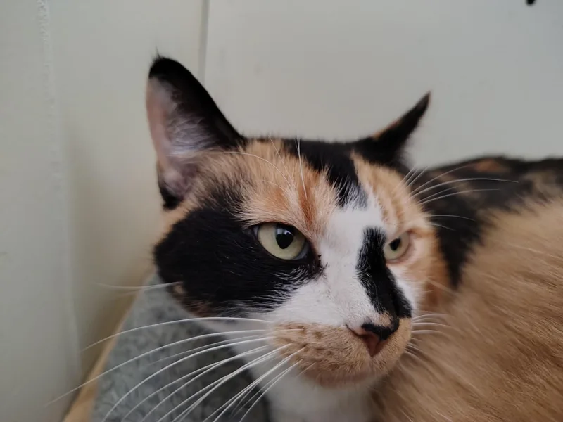 Cally