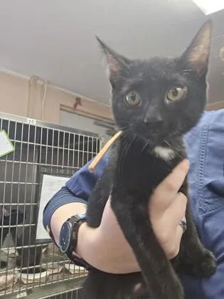A young small-sized female Domestic Short Hair cat named Jan for adoption in Roseville, CA