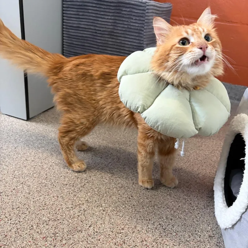 Chef Boyardee thumbnail 2