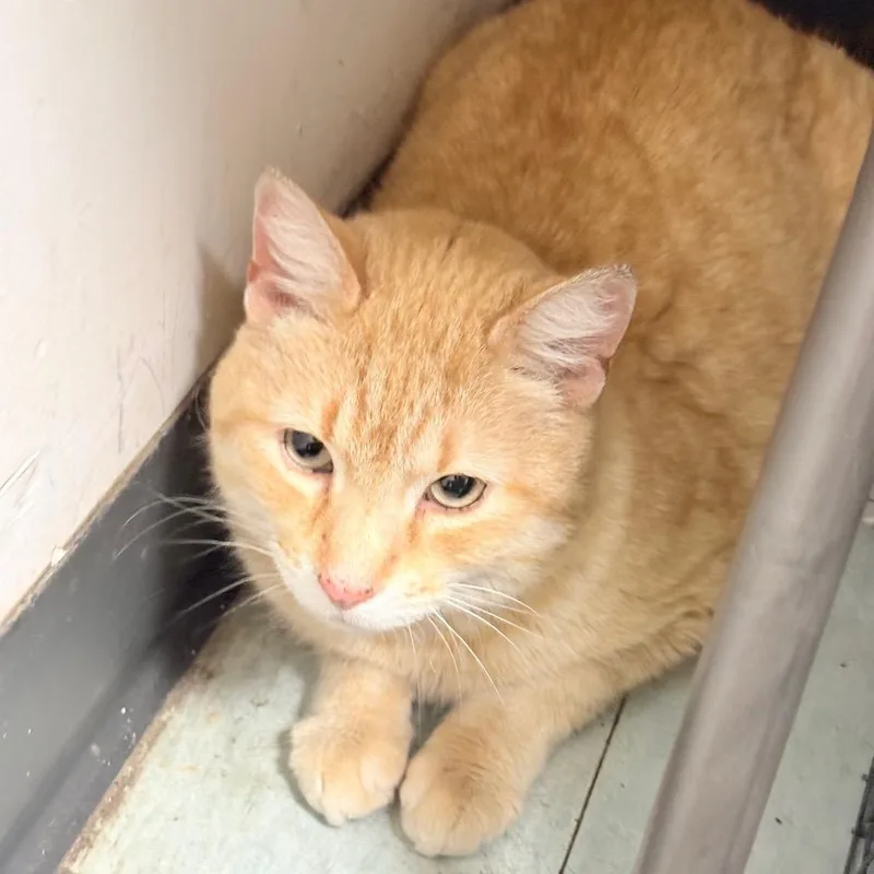 An adult large-sized male Orange / Red Domestic Short Hair cat named Amarillo for adoption in Philadelphia, PA