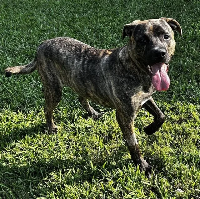 An adult large-sized male Plott Hound dog named Stevie for adoption in Appling, GA