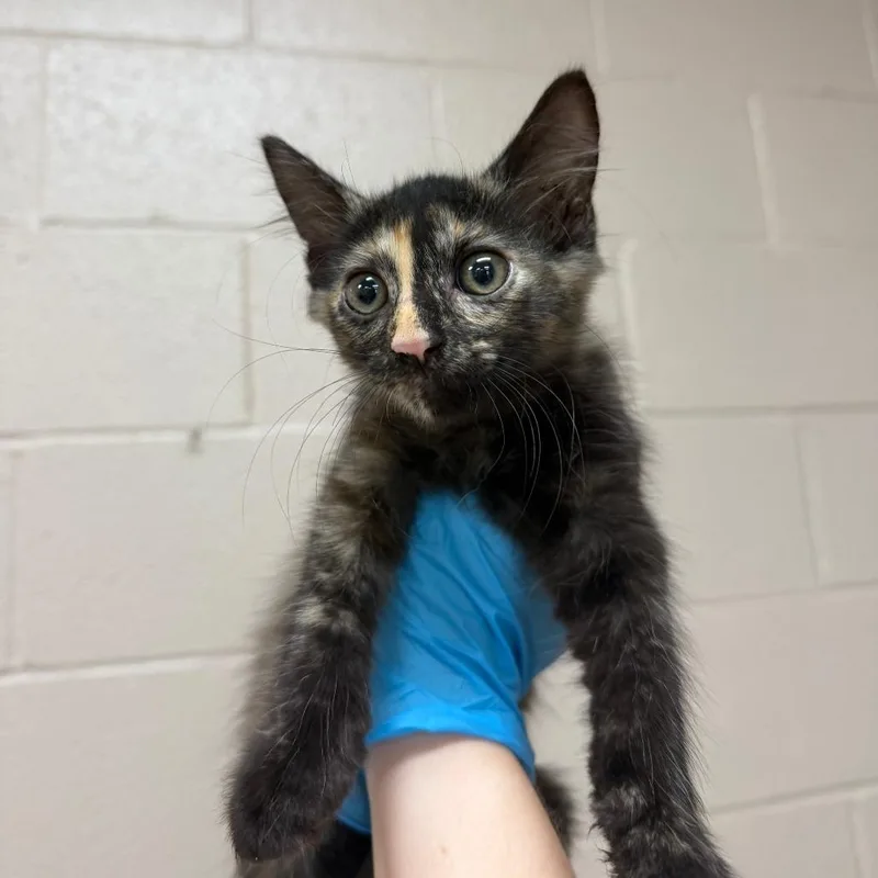 A baby small-sized female Tortoiseshell Domestic Short Hair cat named Flower for adoption in Birmingham, AL