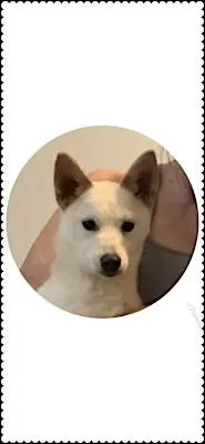 A young small-sized female White / Cream Husky dog named Polar for adoption in Claymont, DE