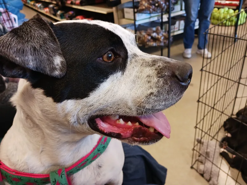 Trintalina thumbnail 2