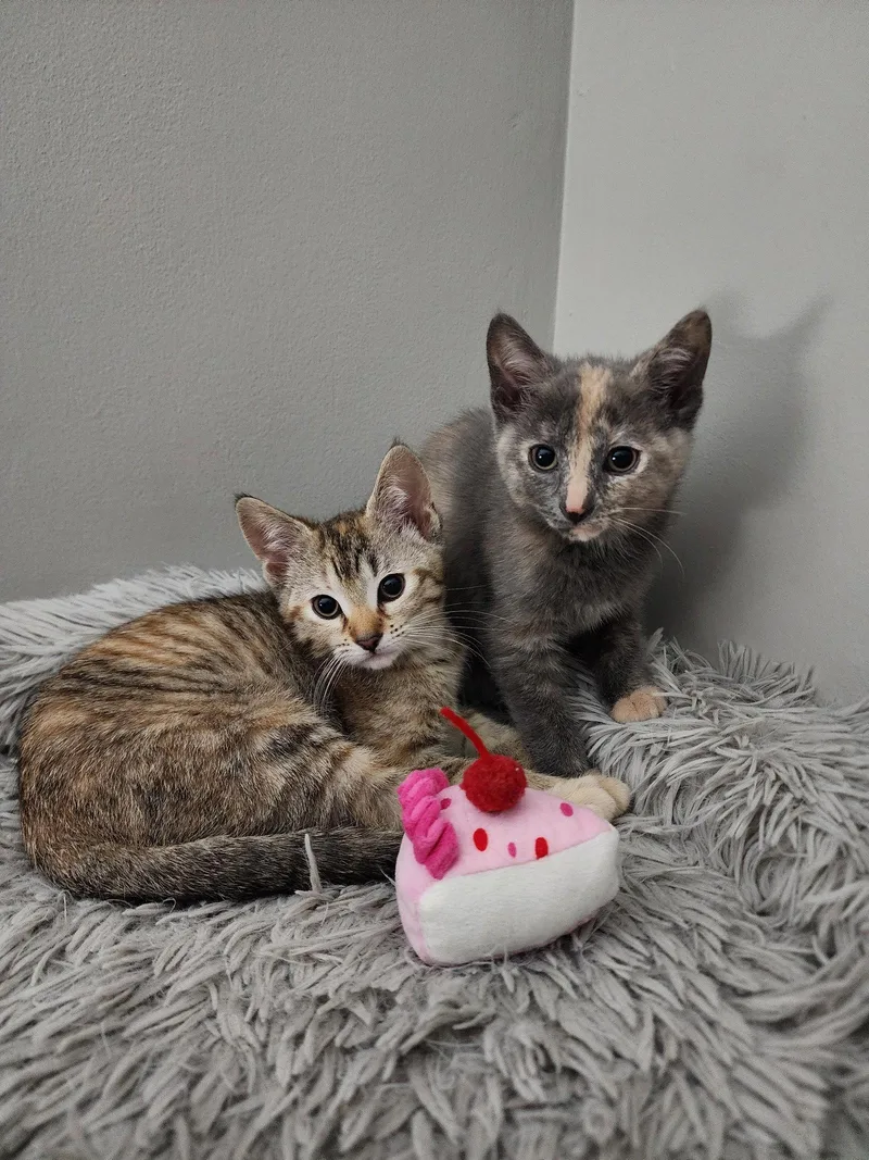 A baby medium-sized female Domestic Short Hair cat named Butterfly & Cricket for adoption in Wheaton, IL