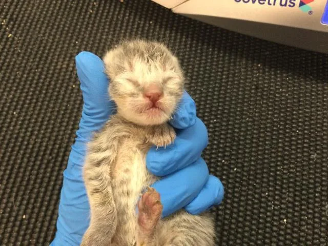 A baby small-sized male Domestic Short Hair cat named Meatball for adoption in Thousand Palms, CA