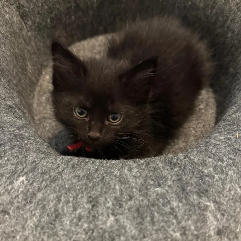 A baby small-sized male Black Domestic Short Hair cat named Cherry Tomato for adoption in Austin, TX