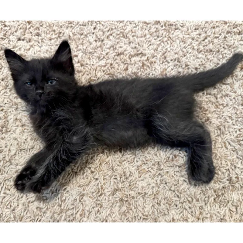 Cherry Tomato thumbnail 2